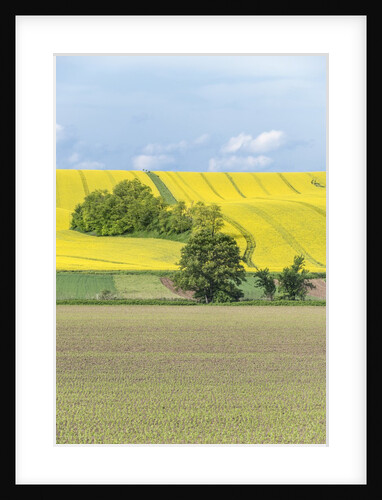 Spring Farm Fields by Anonymous