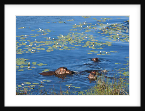 Aerial view of hippopotamuses by Anonymous