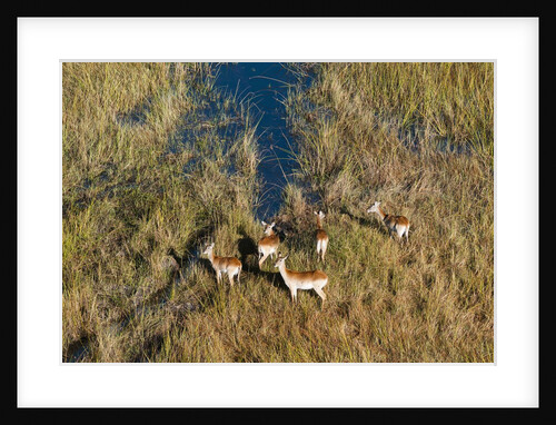 Aerial view of red lechwe by Anonymous