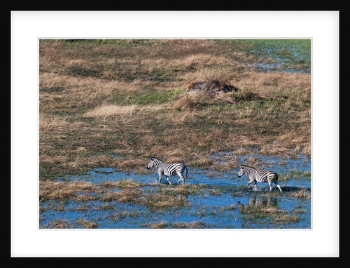 Aerial view of plains zebras by Anonymous