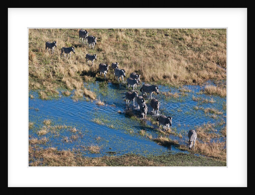 Aerial view of plains zebras by Anonymous