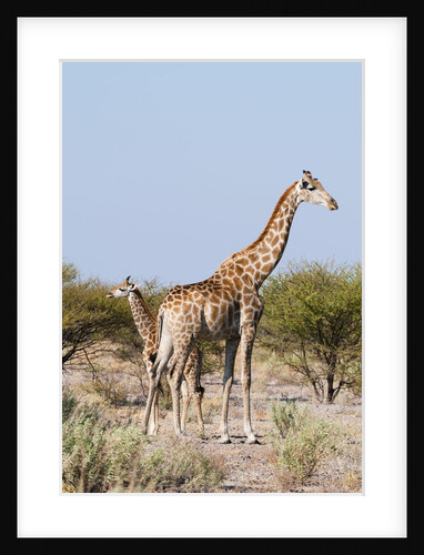 Southern giraffe by Anonymous