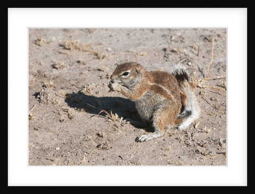 Ground squirrel by Anonymous