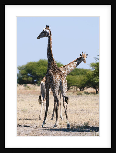 Southern giraffe by Anonymous