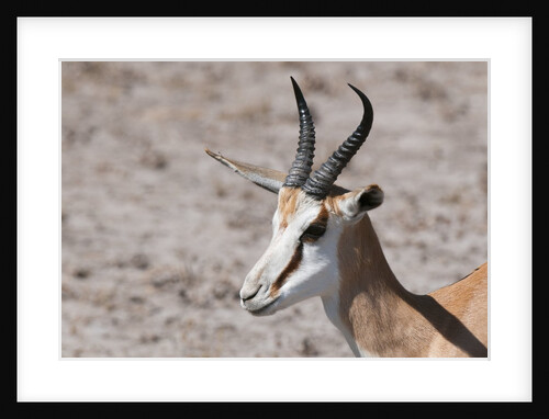 Springbok by Anonymous