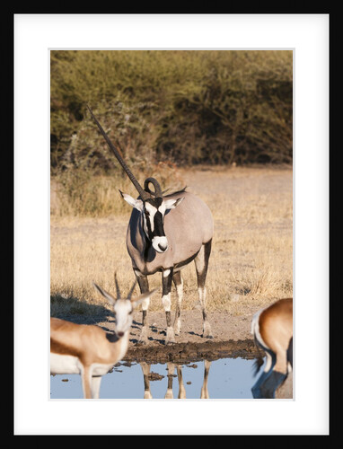 Gemsbok by Anonymous
