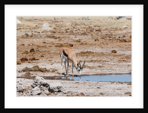Springbok by Anonymous