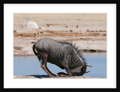 Blue wildebeest by Anonymous