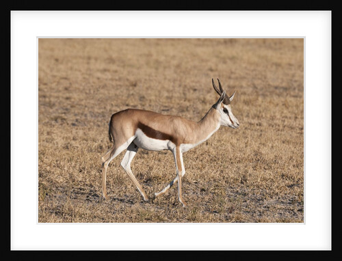 Springbok by Anonymous