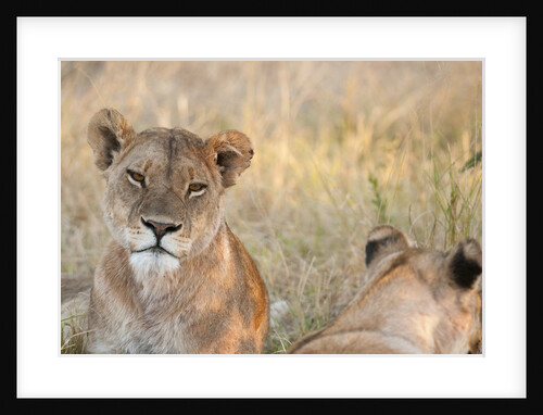 Lion (Panthera leo) by Anonymous