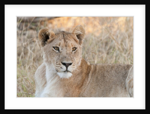 Lion (Panthera leo) by Anonymous