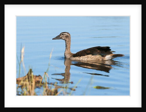 Knob-billed duck (Sarkidiornis melanotos) by Anonymous