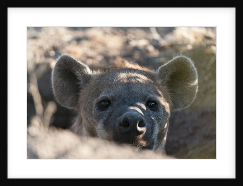 Spotted hyena (Crocuta crocuta) by Anonymous