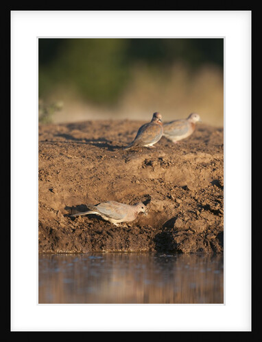 Laughing dove (Streptopelia senegalensis) by Anonymous