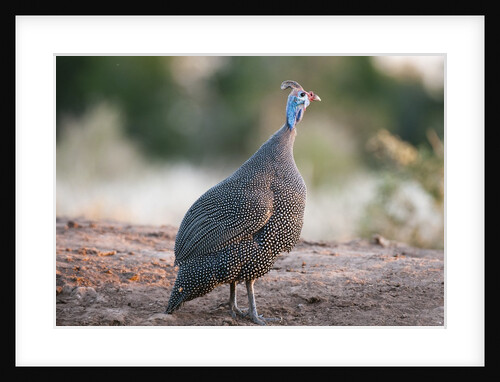 Helmeted guineafowl by Anonymous