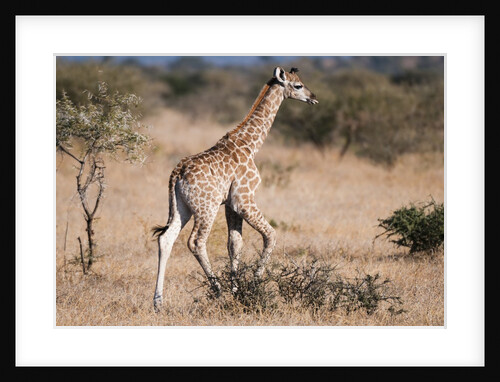 Southern giraffe (Giraffa camelopardalis) by Anonymous
