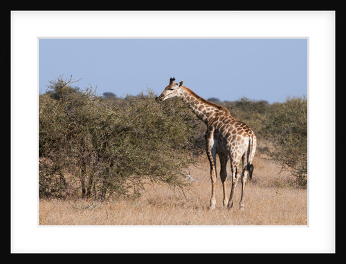 Southern giraffe (Giraffa camelopardalis) by Anonymous