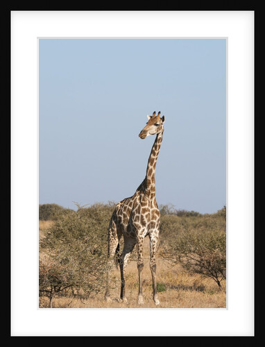 Southern giraffe (Giraffa camelopardalis) by Anonymous