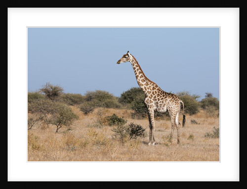 Southern giraffe (Giraffa camelopardalis) by Anonymous