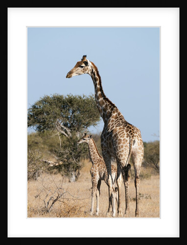 Southern giraffe (Giraffa camelopardalis) by Anonymous