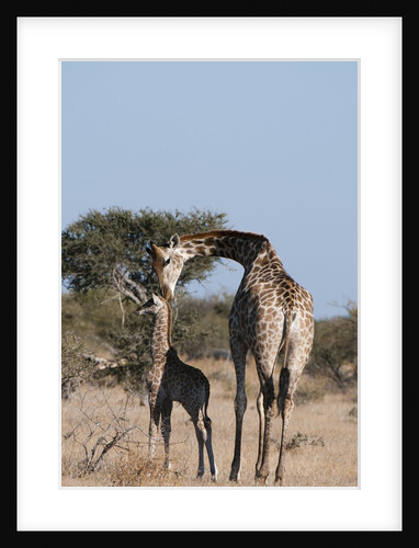 Southern giraffe (Giraffa camelopardalis) by Anonymous