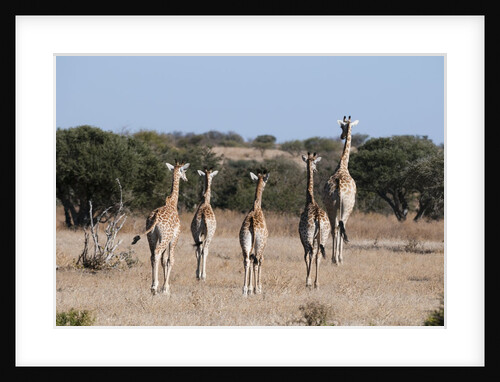 Southern giraffe (Giraffa camelopardalis) by Anonymous