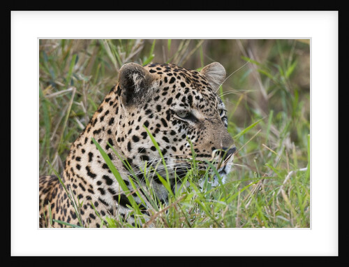Leopard (Panthera pardus) by Anonymous