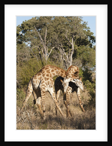 Southern giraffe (Giraffa camelopardalis) by Anonymous