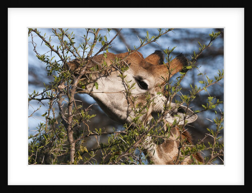 Southern giraffe (Giraffa camelopardalis) by Anonymous