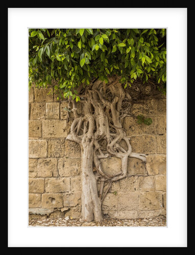 Typical tree by Anonymous