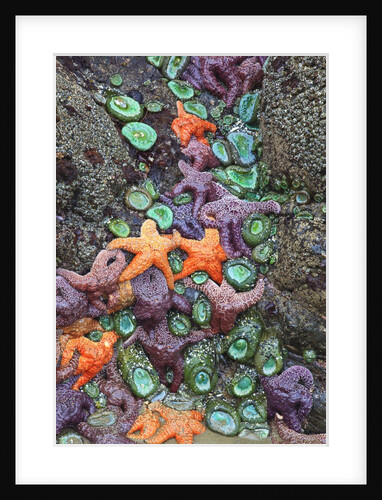 Starfish and rock formations along Indian Beach, Oregon Coast by Anonymous