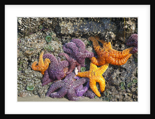 Starfish and rock formations along Indian Beach, Oregon Coast by Anonymous