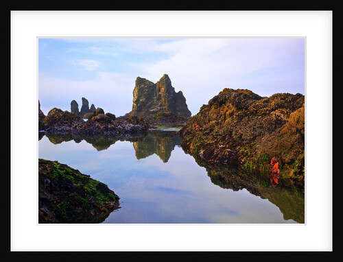 Starfish and rock formations along Indian Beach, Oregon Coast by Anonymous