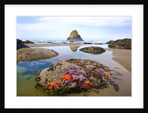 Starfish and rock formations along Indian Beach, Oregon Coast by Anonymous