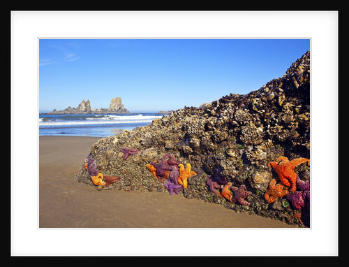 Starfish and rock formations along Indian Beach, Oregon Coast by Anonymous