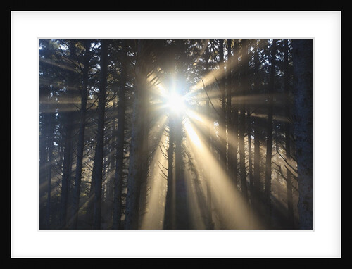 Sunrise through morning fog and trees, Oregon Coast, Pacific Northwest by Anonymous
