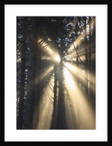 Sunrise through morning fog and trees, Oregon Coast, Pacific Northwest by Anonymous