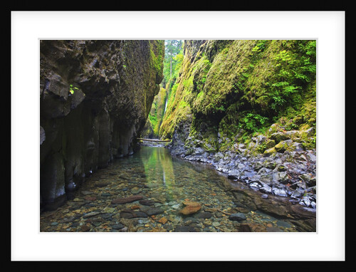 Oneonta creek in Oneonta Gorge, Columbia River National Scenic Area, Oregon by Anonymous
