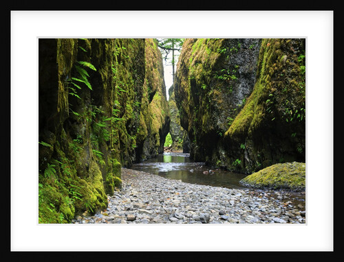 Oneonta creek in Oneonta Gorge, Columbia River National Scenic Area, Oregon, United States by Anonymous
