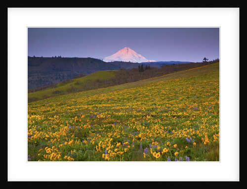 Sunrise over wildflowers and Mt. Hood, Columbia River Gorge National Scenic Area, Oregon by Anonymous