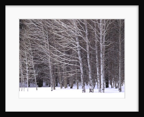 Aspen trees in snow by Anonymous