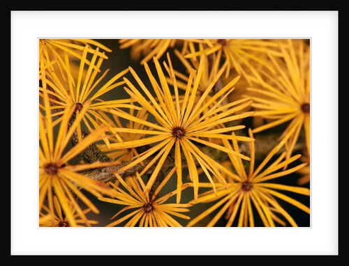 Tamarack needles in autumn by Anonymous