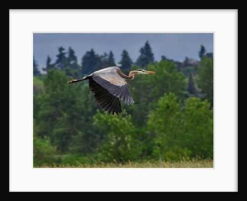 Blue Heron flying by Anonymous