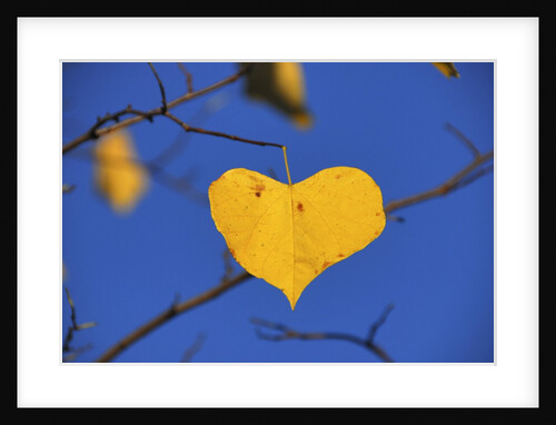 Heart shaped cottonwood leaf by Anonymous