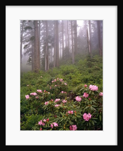 Wild rhododendrons below fir trees by Anonymous