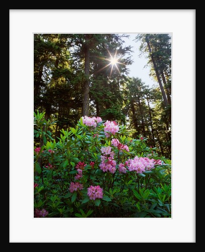 Douglas firs and rhododendrons by Anonymous
