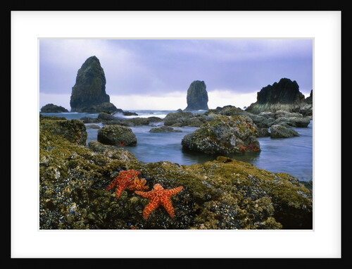 Cannon Beach panoramic by Anonymous