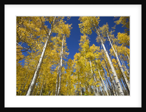 Yellow Aspen Trees in Steamboat Springs, Colorado by Anonymous
