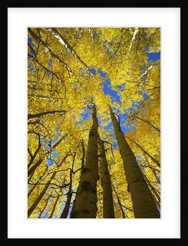 Yellow Aspen Trees in Steamboat Springs, Colorado by Anonymous