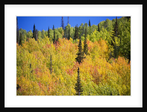 Yellow Aspen Trees in Steamboat Springs, Colorado by Anonymous